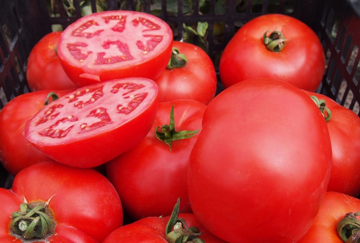 Pomidor Red Deuce 5000n - Kliknij na obrazek aby go zamknąć